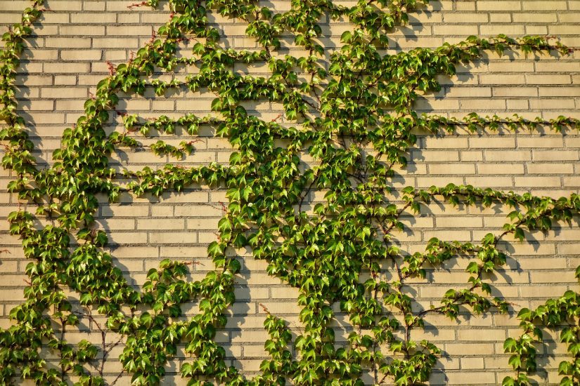 Planten die jouw tuin opfleuren