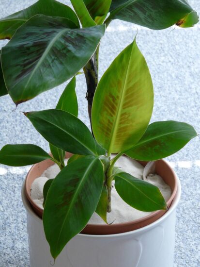 Zo verzorg je je bananenplant tijdens warme zomerdagen